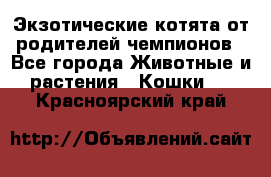  Экзотические котята от родителей чемпионов - Все города Животные и растения » Кошки   . Красноярский край